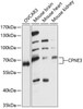 Cell Biology Antibodies 5 Anti-CPNE3 Antibody CAB14689
