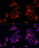 Cell Biology Antibodies 5 Anti-B4GALT4 Antibody CAB14693