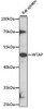 Cell Cycle Antibodies 1 Anti-WTAP Antibody CAB14695