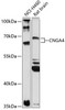 Signal Transduction Antibodies 1 Anti-CNGA4 Antibody CAB14720