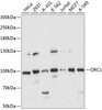 Epigenetics and Nuclear Signaling Antibodies 2 Anti-ORC1 Antibody CAB14756