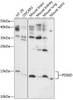 Signal Transduction Antibodies 1 Anti-PDE6D Antibody CAB14762