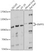 Cell Biology Antibodies 5 Anti-ENPP3 Antibody CAB14763