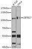Epigenetics and Nuclear Signaling Antibodies 2 Anti-ZBTB17 Antibody CAB14800