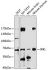 Cell Biology Antibodies 5 Anti-JRKL Antibody CAB14811