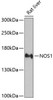 Cell Biology Antibodies 5 Anti-NOS1 Antibody CAB1485