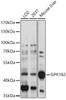 Cell Biology Antibodies 5 Anti-GPR182 Antibody CAB14854