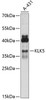 Cell Biology Antibodies 5 Anti-KLK5 Antibody CAB14863