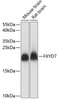 Signal Transduction Antibodies 2 Anti-FXYD7 Antibody CAB14895