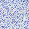 Signal Transduction Antibodies 2 Anti-EFHD2 Antibody CAB14926