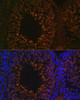 Cell Biology Antibodies 5 Anti-LDHAL6B Antibody CAB14950