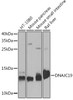 Cell Biology Antibodies 5 Anti-DNAJC19 Antibody CAB14961