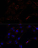 Cell Biology Antibodies 5 Anti-SEPT8 Antibody CAB15011