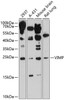Cell Biology Antibodies 5 Anti-VIMP Antibody CAB15013
