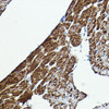 Cell Biology Antibodies 5 Anti-BRAF Antibody CAB15033