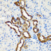 Cell Biology Antibodies 5 Anti-CALB1 Antibody CAB15035