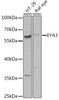 Epigenetics and Nuclear Signaling Antibodies 2 Anti-EYA3 Antibody CAB15056