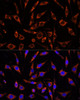 Signal Transduction Antibodies 2 Anti-XK Antibody CAB15109