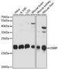 Epigenetics and Nuclear Signaling Antibodies 2 Anti-CNBP Antibody CAB15110