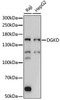 Cell Biology Antibodies 5 Anti-DGKD Antibody CAB15115
