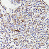 Cell Cycle Antibodies 1 Anti-CDC23 Antibody CAB15116