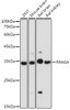 Cell Death Antibodies 1 Anti-RRAGA Antibody CAB15134