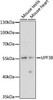 Epigenetics and Nuclear Signaling Antibodies 2 Anti-UPF3B Antibody CAB15184