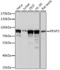 Cell Biology Antibodies 5 Anti-RPAP3 Antibody CAB15239