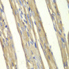 Cell Death Antibodies 1 Anti-Caspase-7 Antibody CAB1524