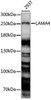 Cell Biology Antibodies 5 Anti-LAMA4 Antibody CAB15286