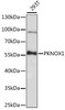 Epigenetics and Nuclear Signaling Antibodies 2 Anti-PKNOX1 Antibody CAB15301