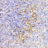 Cell Biology Antibodies 6 Anti-PSMG1 Antibody CAB15339