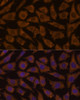 Cell Biology Antibodies 6 Anti-MTMR4 Antibody CAB15349