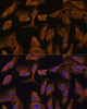 Cell Biology Antibodies 6 Anti-MTMR4 Antibody CAB15349