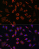 Cell Biology Antibodies 6 Anti-CYTH1 Antibody CAB15351