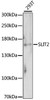 Cell Biology Antibodies 6 Anti-SLIT2 Antibody CAB15353