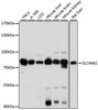 Signal Transduction Antibodies 2 Anti-SLC44A1 Antibody CAB15413