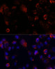 Cell Biology Antibodies 6 Anti-ACOT9 Antibody CAB15416