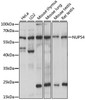 Epigenetics and Nuclear Signaling Antibodies 2 Anti-NUP54 Antibody CAB15454