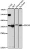 Cell Cycle Antibodies 1 Anti-CDCA8 Antibody CAB15463