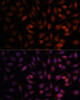 Cell Biology Antibodies 6 Anti-DDX24 Antibody CAB15481