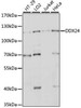 Cell Biology Antibodies 6 Anti-DDX24 Antibody CAB15481