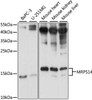 Epigenetics and Nuclear Signaling Antibodies 2 Anti-MRPS14 Antibody CAB15498