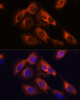Cell Biology Antibodies 6 Anti-RAPH1 Antibody CAB15506
