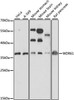Epigenetics and Nuclear Signaling Antibodies 2 Anti-WDR61 Antibody CAB15520