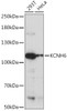 Signal Transduction Antibodies 2 Anti-KCNH6 Antibody CAB15522