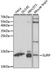 Epigenetics and Nuclear Signaling Antibodies 2 Anti-SLIRP Antibody CAB15524