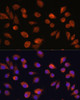 Epigenetics and Nuclear Signaling Antibodies 2 Anti-HOPX Antibody CAB15537