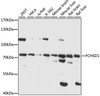 Cell Biology Antibodies 6 Anti-FCHSD1 Antibody CAB15543