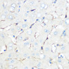 Immunology Antibodies 3 Anti-Caveolin-1 Antibody CAB1555